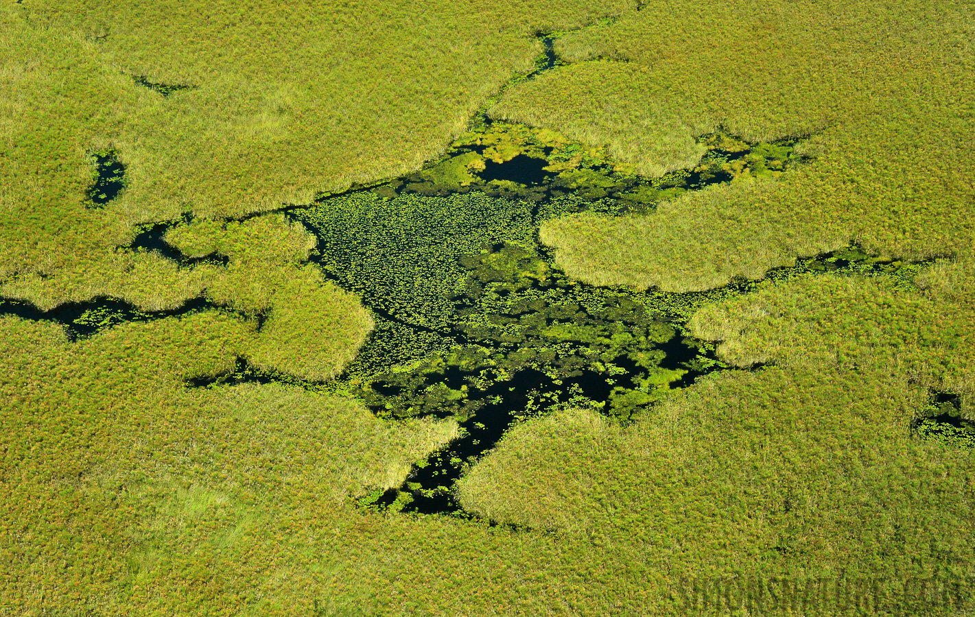 Okavango Delta May 2014 [68 mm, 1/2500 sec at f / 8.0, ISO 2500]